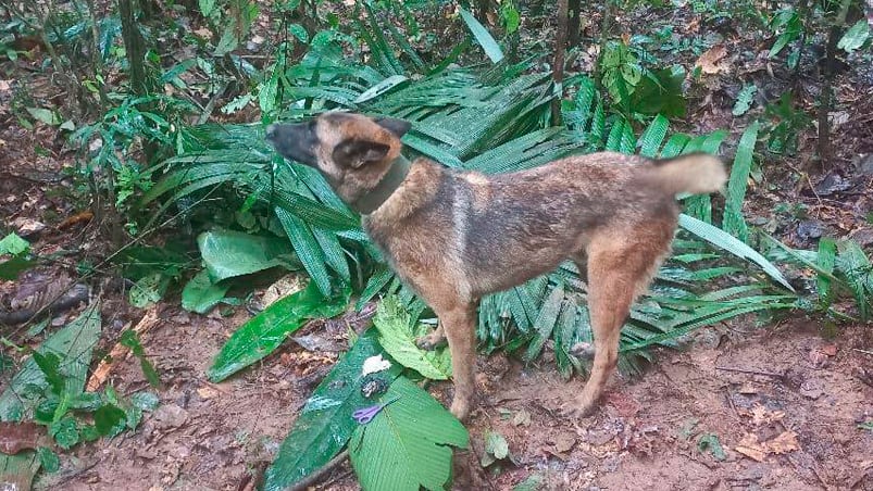 La medida extrema para hallar a Wilson, el perro que salvó a cuatro niños en la selva