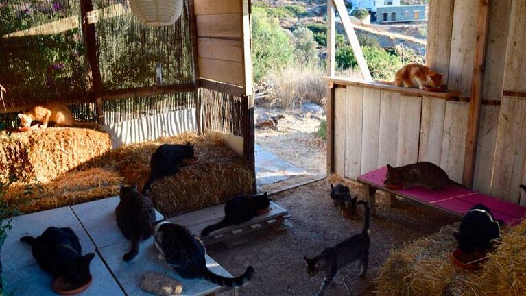 La mejor oferta de trabajo: cuidar gatos en la isla Siros de Grecia con todo pago