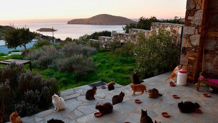 La mejor oferta de trabajo: cuidar gatos en la isla Siros de Grecia con todo pago