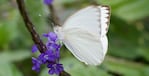 La migración de mariposas blancas sorprende a los cordobeses.