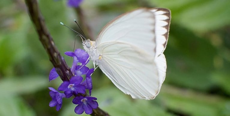 La migración de mariposas blancas sorprende a los cordobeses.