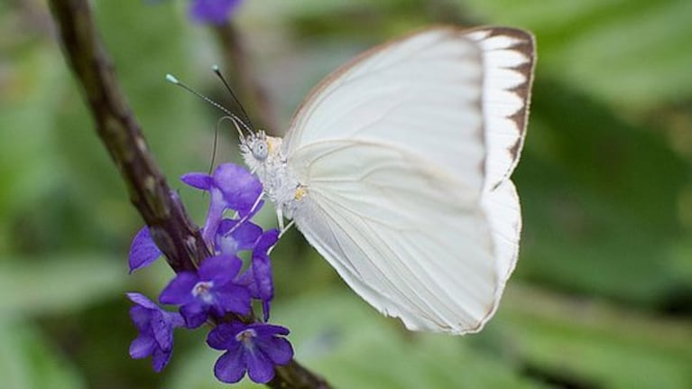 La migración de mariposas blancas sorprende a los cordobeses.