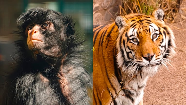 La mona Lisa y el tigre Diego permanecían en Córdoba tras el cierre de zoológico.