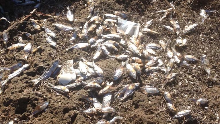 La mortandad de peces en el lago de Embalse de Río Tercero es alarmante.