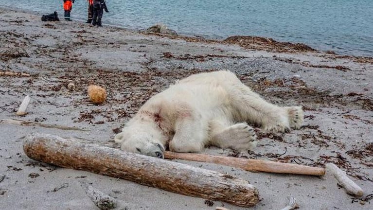 La muerte de un oso polar observada por unos turistas en Noruega