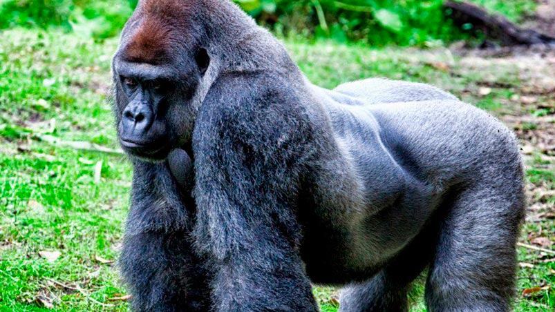 La muerte del gorila Harambe sigue generando cruces.