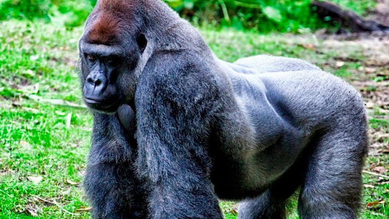 La muerte del gorila Harambe sigue generando cruces.