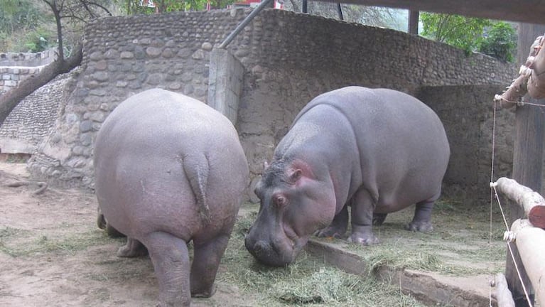 La Municipalidad de Córdoba intervendrá en la situación del Zoológico