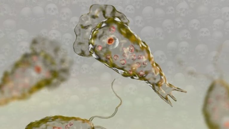 La Naegleria fowleri es un microorganismo muy raro, pero que causa una alta mortalidad.