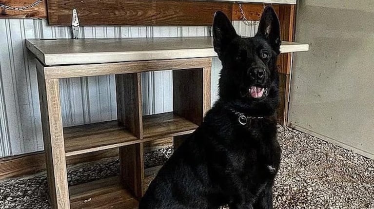La nena de 3 años fue atacada por el perro en el patio de su casa.