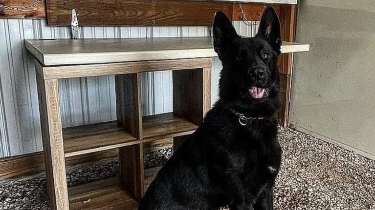 La nena de 3 años fue atacada por el perro en el patio de su casa.
