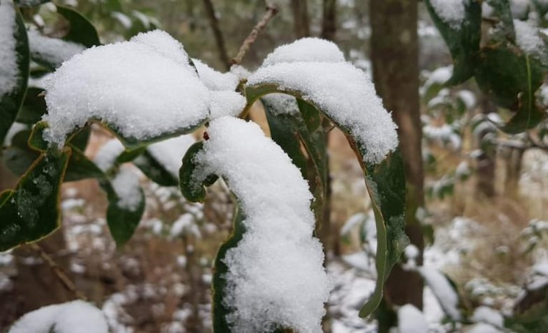 La nevada llegó en el mes de la primavera. Foto: Lucio Casalla / ElDoce.tv.