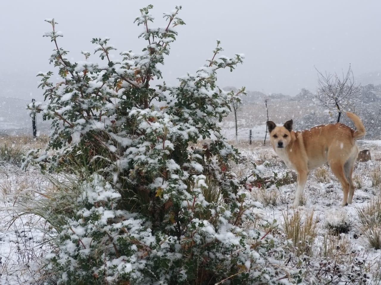 La nevada se sintió con intensidad en el Cerro Champaquí. Foto: Parador Los Soles.