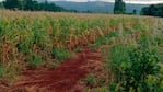 La niña fue encontrada muerta en un campo cercano a su casa. Foto: Misiones Online.