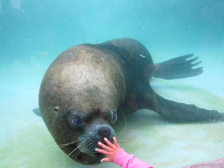 La niña mordida por el lobo marino está en peligro de vida