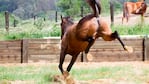 La octogenaria está internada en estado crítico al querer espantar a caballos sueltos.