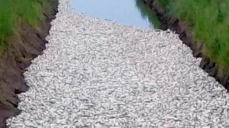 La ola de calor y el uso de los agroquímicos, entre los motivos de la mortandad.