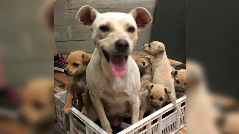 La organización cuenta en este momento con más de 45 perros rescatados. 