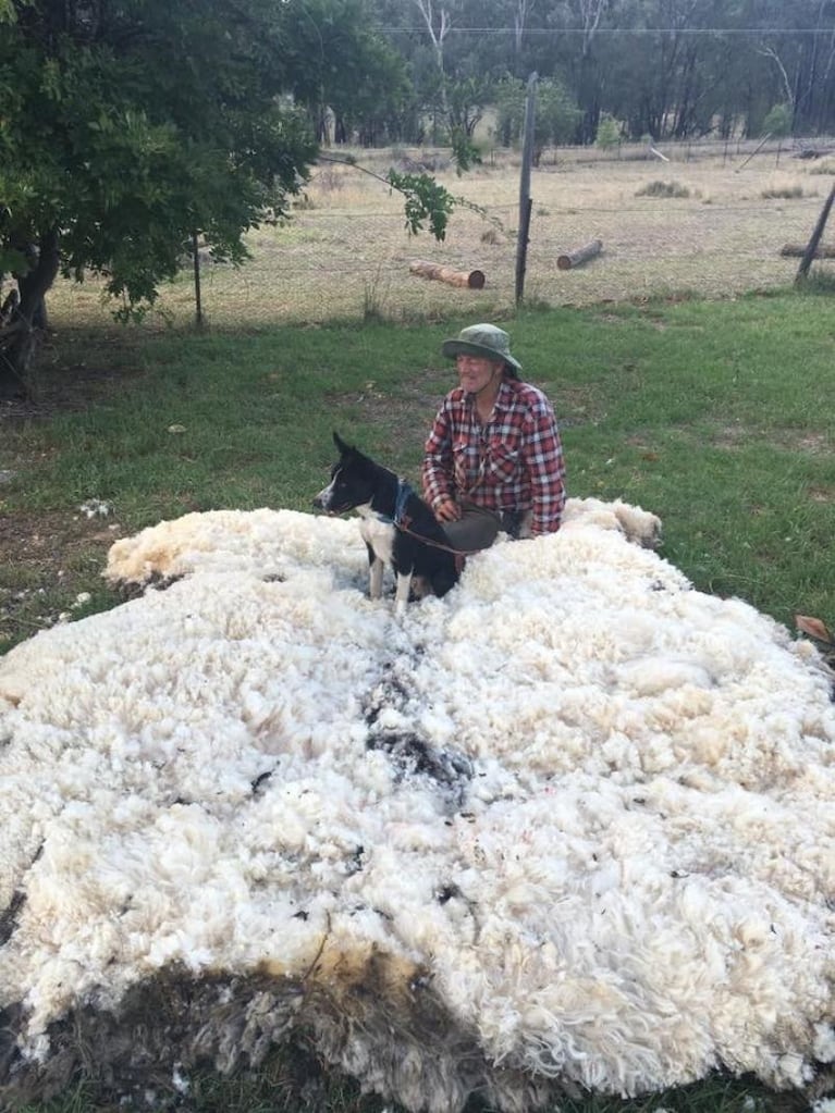 La oveja récord: le sacaron 30 kilos de lana