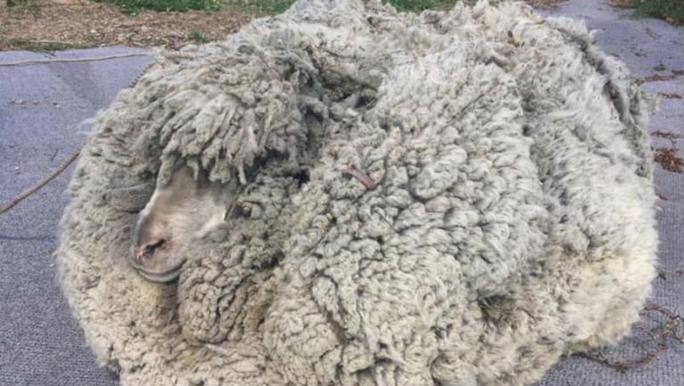 La oveja récord: le sacaron 30 kilos de lana