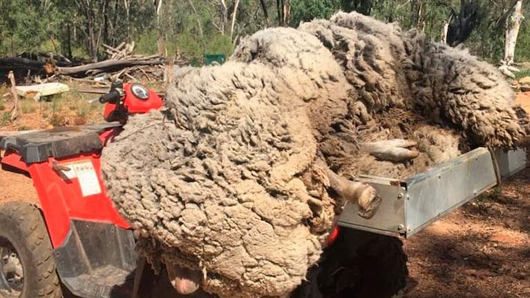La oveja récord: le sacaron 30 kilos de lana