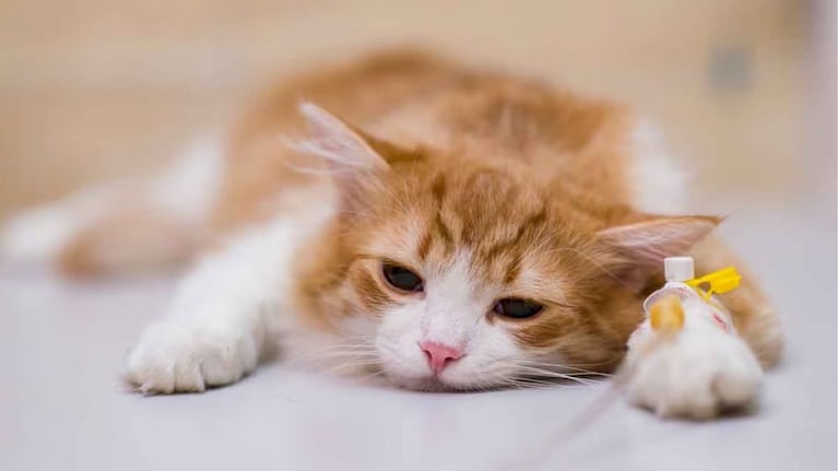 La Panleucopenia felina, es una enfermedad que afecta en especial a los gatos bebés.