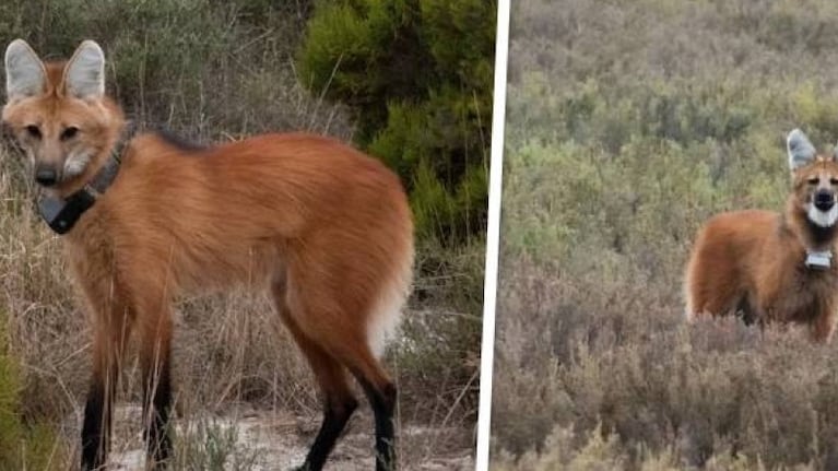 La pareja de aguará guazú que busca nombres.