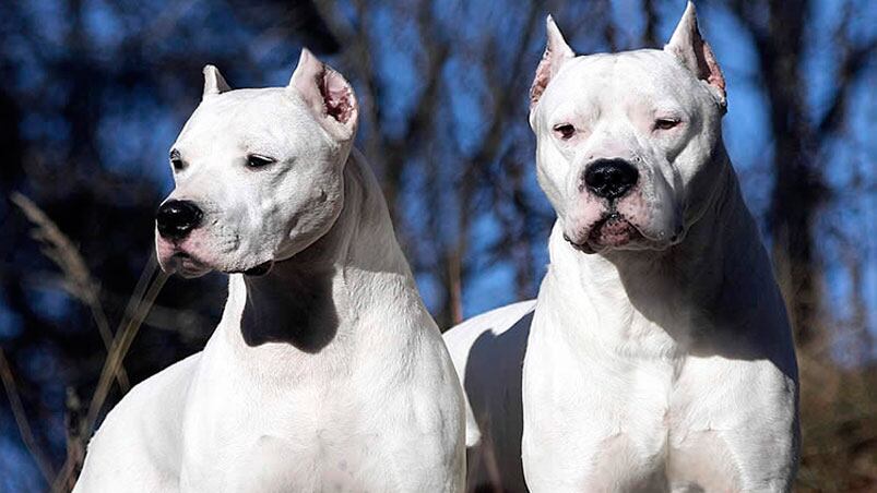 La pareja de dogos eran de un tío de la chica atacada. Foto ilustrativa.