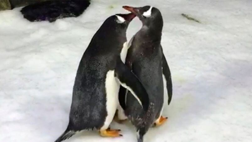 La pareja de pichones machos que son padres en Australia.