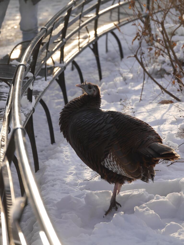 La pava Astoria, una celebridad entre los neoyorquinos.