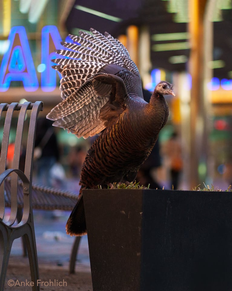La pava Astoria, una celebridad entre los neoyorquinos.