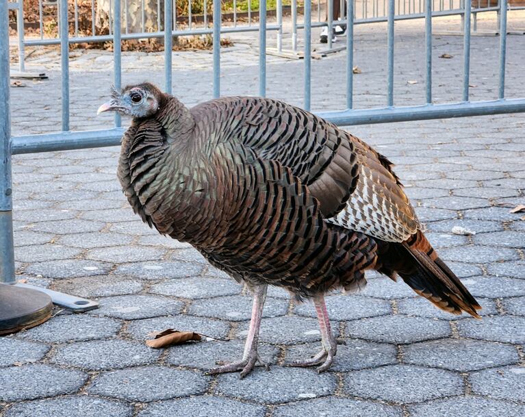 La pava Astoria, una celebridad entre los neoyorquinos.