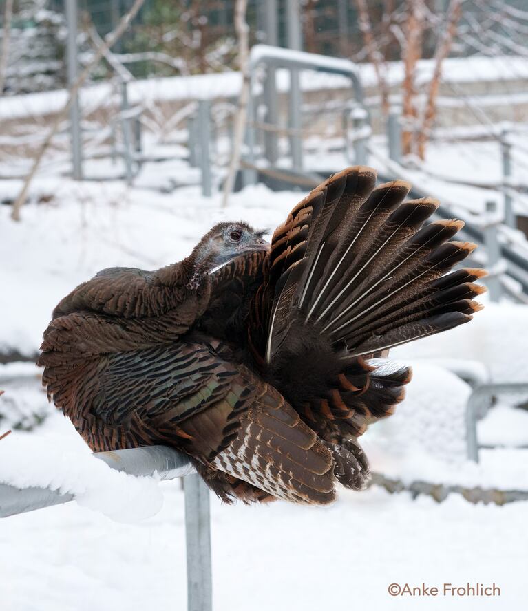La pava Astoria, una celebridad entre los neoyorquinos.
