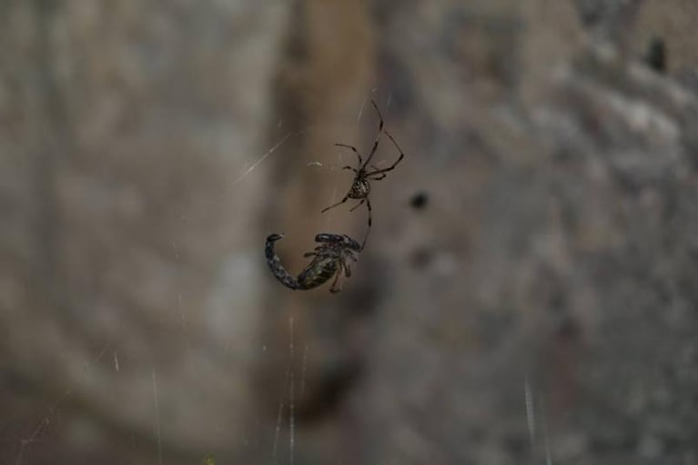 La pelea entre una araña y un alacrán en una casa cordobesa