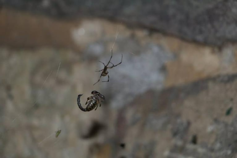 La pelea entre una araña y un alacrán en una casa cordobesa