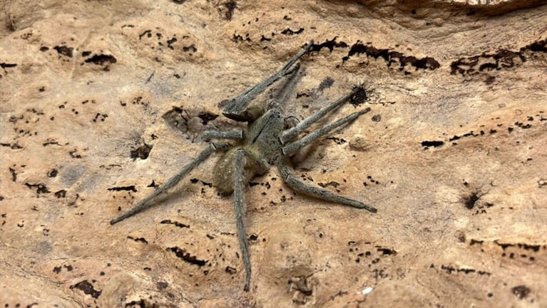 La peligrosa araña apareció escondida en un racimo de bananas.