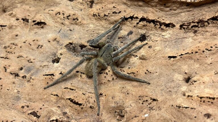 La peligrosa araña apareció escondida en un racimo de bananas.