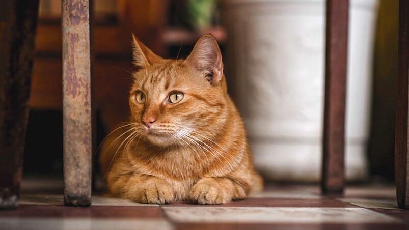 La pequeña mascota desató cientos de comentarios en todo el mundo.