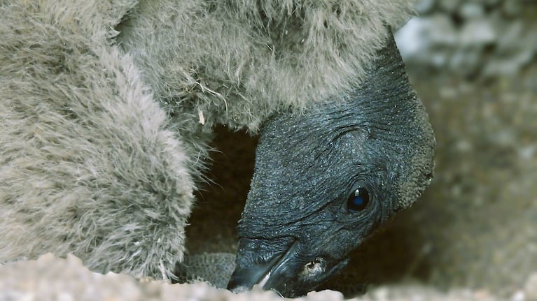 La pequeña nació el 10 de septiembre de manera natural y sin intervención veterinaria.
