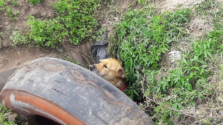 La perra buscó refugio para sus cachorros en un pozo. Foto: Maricel Rodríguez