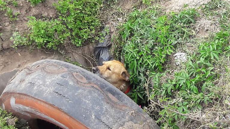 La perra buscó refugio para sus cachorros en un pozo. Foto: Maricel Rodríguez