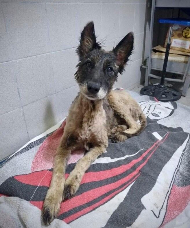 La perrita cayó a un pozo de brea, pero fue rescatada a tempo. 