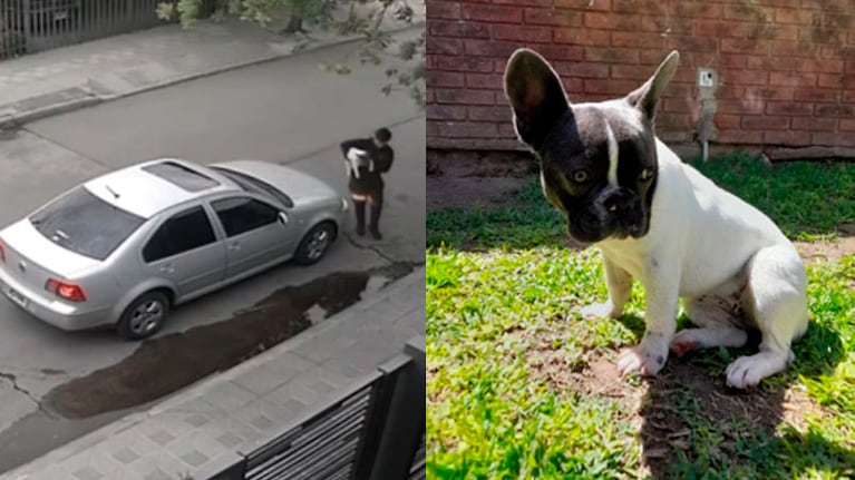 La perrita fue robada en barrio Ayacucho en la tarde del domingo.
