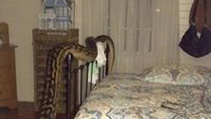 La pitón se enredó en la cama de la vecina.