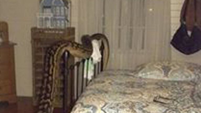 La pitón se enredó en la cama de la vecina.