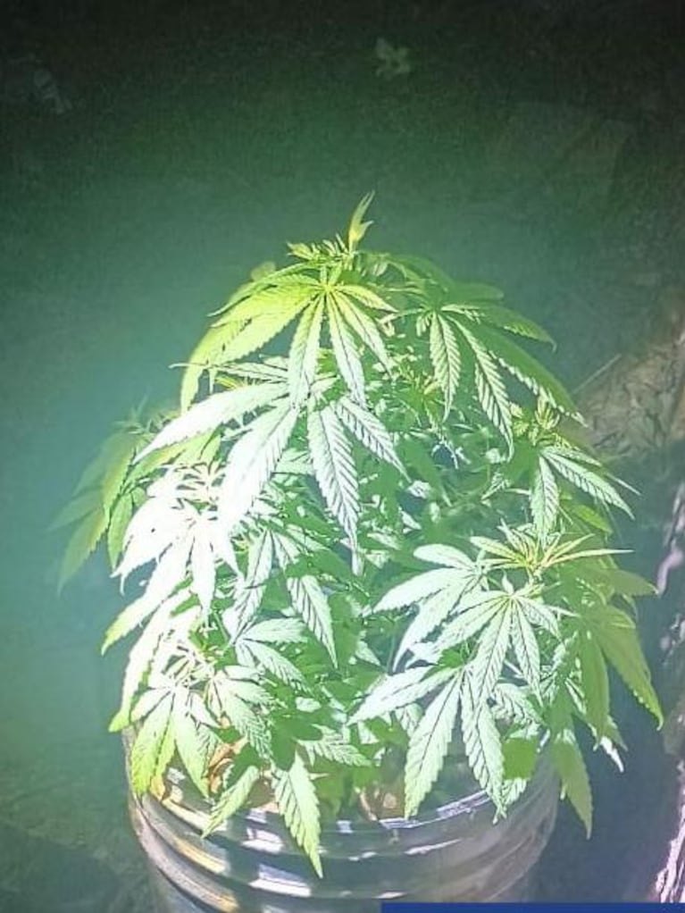 La planta de marihuana encontrada en el cementerio.