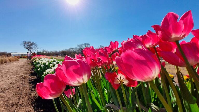 La plantación de tulipanes en Despeñaderos.