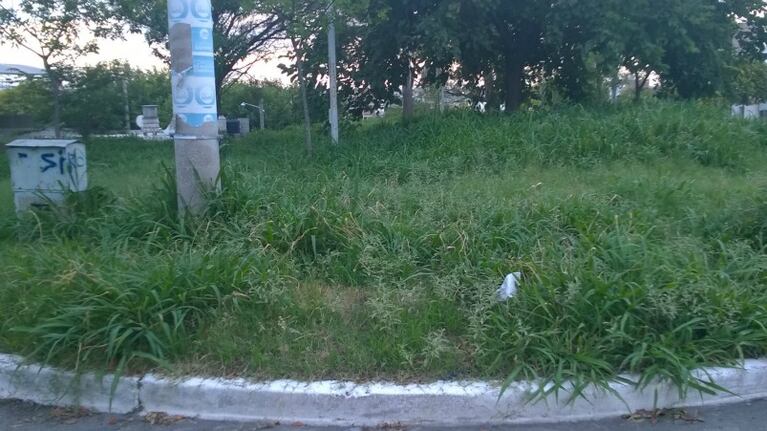 La plaza, casi una selva.