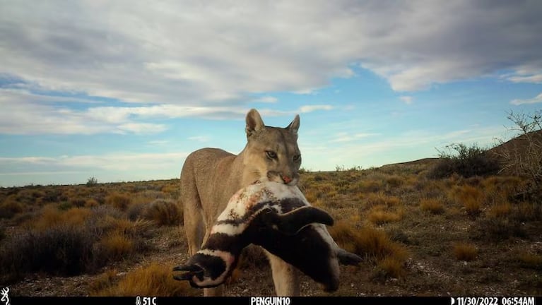 La población de pumas se disparó debido a que empezaron a cazar pingüinos.