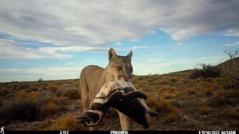 La población de pumas se disparó debido a que empezaron a depredar a los pingüinos.
